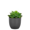 Boligindretning ^ Boliginteriør BOLIGINTERIØR SUKULENT KUNSTIG PLANTE 15 CM