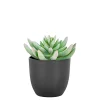 BOLIGINTERIØR SUKULENT KUNSTIG PLANTE 14 CM>Boliginteriør New