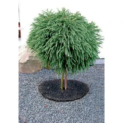 GRÆSKANT Ø30XH7 CM>Garden Life New