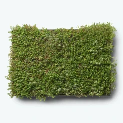 Grønne Tage ^ GrowTek SEDUMBAKKE