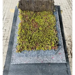 SEDUMMAX SEDUMMÅTTE>GrowTek Sale
