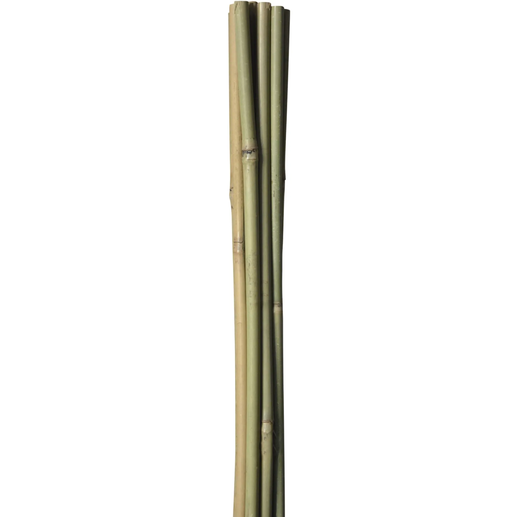 BAMBUSPINDE 90 CM>HOME it GARDEN Outlet