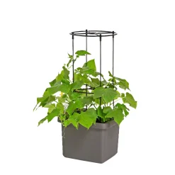 TIL SELVVANDENDE PLANTEKASSE ESPALIER SORT>Pindstrup Discount